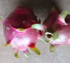 Pitaya/pitaia